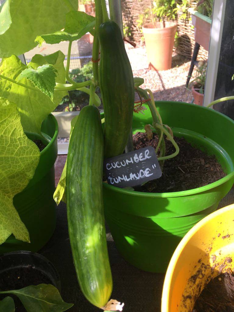 cucumber 2018